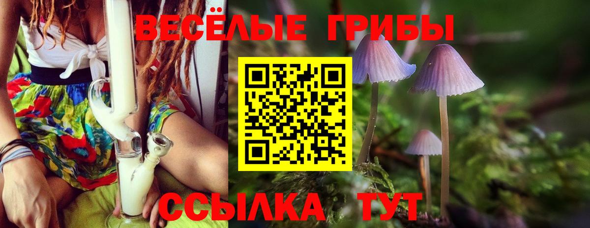 Галлюциногенные грибы Psilocybe Пушкино